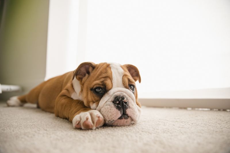 Carpet Burn Repair in Denver County, CO